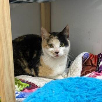 Rescue Domestic Short Hair Cats for Adoption in Nowata, Oklahoma - Roxy | PetCurious