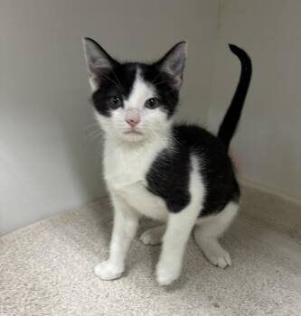 Boo -  Domestic Short Hair Cat for Adoption in Rochester, Indiana - Boo | PetCurious