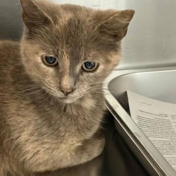 Gert -  Domestic Short Hair Cat for Adoption in Scituate, Massachusetts - Gert | PetCurious