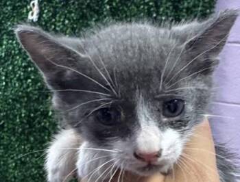 61738777 -  Domestic Medium Hair Cat for Adoption in El Paso, Texas - 61738777 | PetCurious