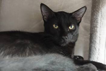 Rescue Domestic Short Hair Cats for Adoption in Fountain Hills, Arizona - Messi Max | PetCurious
