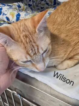 Domestic Short Hair Cats Available for Adoption in Mingus, Texas - Wilson | PetCurious