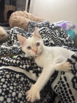 Rescue Siamese Cats for Adoption in Johnson City, Tennessee - Kindlin | PetCurious