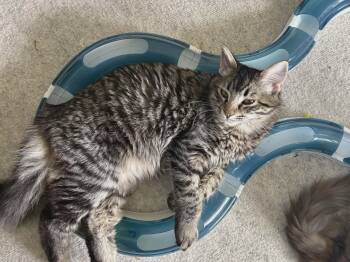 Tabby and Domestic Long Hair Cats Available for Adoption in Gladstone, Oregon - Bart - Simpson Kitten  | PetCurious