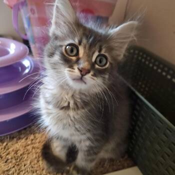 Domestic Medium Hair Cats Available for Adoption in Eagle Mountain, Utah - Finn Manning | PetCurious
