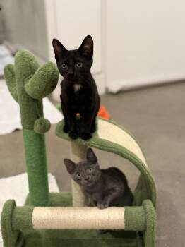 Rescue Domestic Short Hair Cats for Adoption in Dallas, Texas - Ozzy | PetCurious