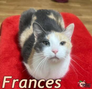 Frances -  Domestic Long Hair Cat Available for Adoption in Douglasville, Georgia - Frances | PetCurious