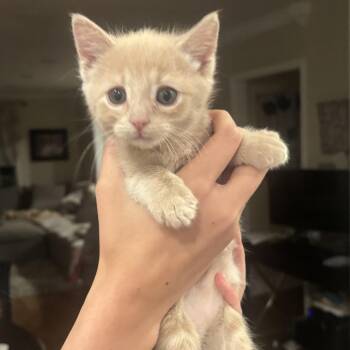 Toffee -  Domestic Short Hair Cat for Adoption in Grantsville, Utah - Toffee | PetCurious