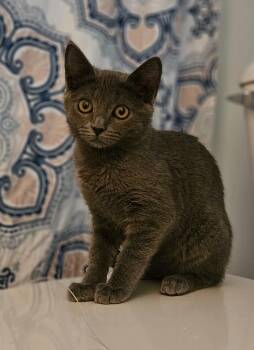 Domestic Short Hair Cats Available for Adoption in San Jacinto, California - Elphie | PetCurious
