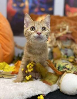 Rescue Domestic Short Hair Cats for Adoption in Effingham, Illinois - Chuckie | PetCurious