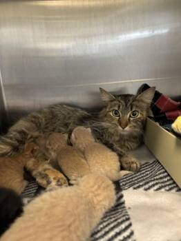 Olive Garden -  Domestic Medium Hair and Domestic Short Hair Cat for Adoption in Lafayette, Indiana - Olive Garden | PetCurious