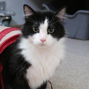 Domestic Medium Hair Cats Available for Adoption in Sarasota, Florida - Pepe | PetCurious