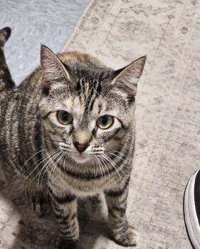 Cricket -  Domestic Short Hair Cat for Adoption in Lincoln, Nebraska - Cricket | PetCurious
