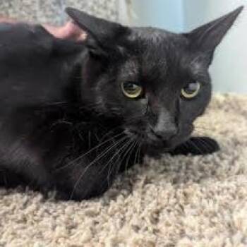 Domestic Short Hair Cats Available for Adoption - Pudge | PetCurious