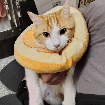 Cacti -  Domestic Short Hair Cat for Adoption in Dearborn, Michigan - Cacti | PetCurious