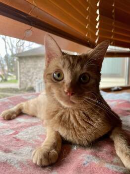 Jitters -  Domestic Short Hair Cat for Adoption in Dublin, Ohio - Jitters | PetCurious