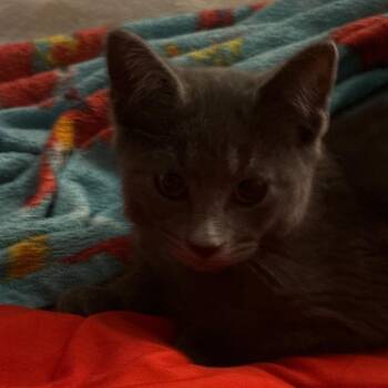 Smokey - Bonded with Oreo! -  Domestic Short Hair Cat for Adoption in Bristol, Indiana - Smokey - Bonded With Oreo! | PetCurious