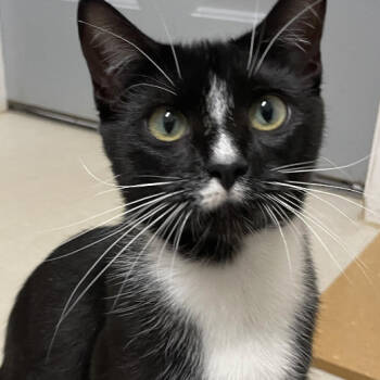 Rescue Domestic Short Hair Cats for Adoption in North Branford, Connecticut - 25-122 Emmalou | PetCurious
