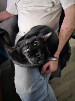 Domestic Short Hair Cats Available for Adoption - Shade | PetCurious