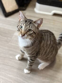 Rescue Domestic Short Hair Cats for Adoption in Margate, Florida - Darren | PetCurious