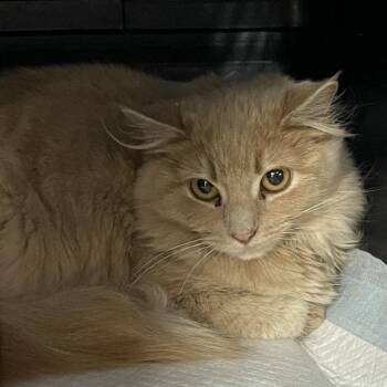 Domestic Medium Hair Cats Available for Adoption in Salt Lake City, Utah - Lumen | PetCurious