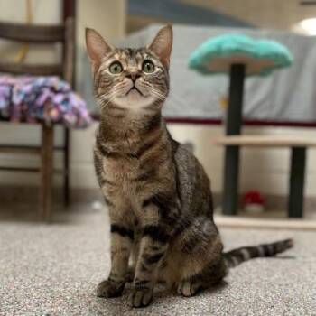 Poppy -  Domestic Short Hair and Bengal Cat for Adoption in Swanzey, New Hampshire - Poppy | PetCurious