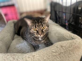 Rescue Domestic Short Hair Cats for Adoption in West Orange, New Jersey - Amparo | PetCurious