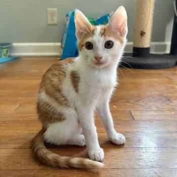Crayola -  Domestic Short Hair Cat for Adoption in Gibsonia, Pennsylvania - Crayola | PetCurious