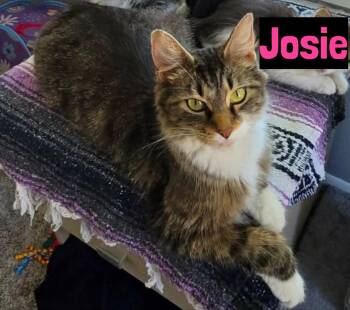 Josie -  Domestic Medium Hair Cat for Adoption in Grand Rapids, Michigan - Josie | PetCurious
