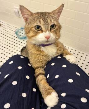 Outlaw -  Domestic Short Hair Cat for Adoption in Chicago, Illinois - Outlaw | PetCurious