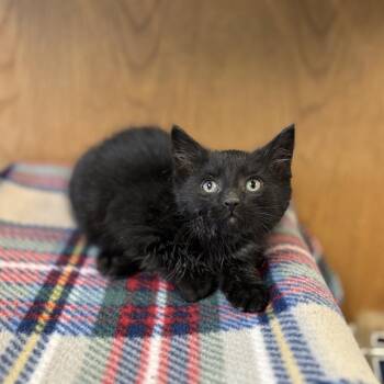 Domestic Short Hair Cats Available for Adoption in Fargo, North Dakota - Pimiento | PetCurious
