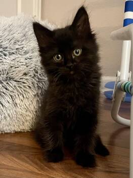 Pinky -  Domestic Medium Hair Cat for Adoption in Denver, Colorado - Pinky | PetCurious