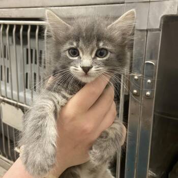 Shore -  Domestic Long Hair Cat for Adoption in Monroe, Louisiana - Shore | PetCurious