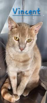 Domestic Short Hair Cats Available for Adoption in Jim Thorpe, Pennsylvania - Vincent | PetCurious
