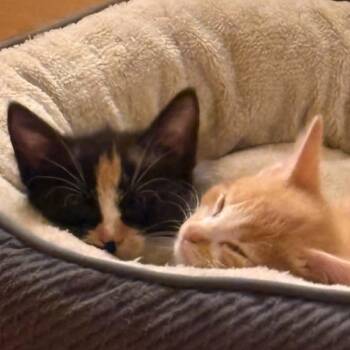 Burnt Ends & Banana Pudding -  Domestic Short Hair Cat for Adoption in Potomac, Maryland - Burnt Ends & Banana Pudding | PetCurious