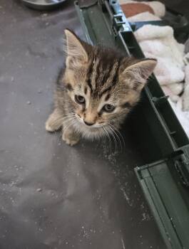 Bitty -  Domestic Short Hair and Tabby Cat for Adoption in Rochester Hills, Michigan - Bitty | PetCurious