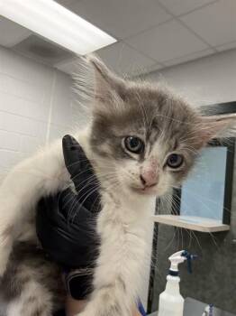 LIONS MANE -  Domestic Short Hair Cat Available for Adoption in Corpus Christi, Texas - LIONS MANE | PetCurious