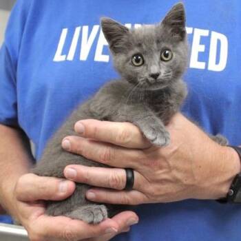 Hank -  Domestic Short Hair Cat for Adoption in Birmingham, Alabama - Hank | PetCurious