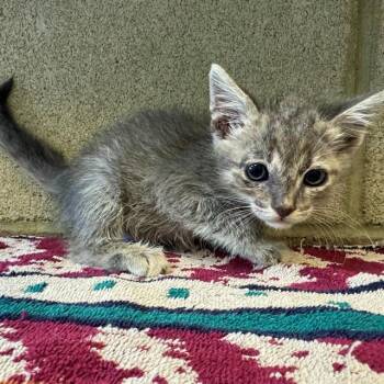 WINKY -  Domestic Short Hair Cat for Adoption in Riverside, California - WINKY | PetCurious