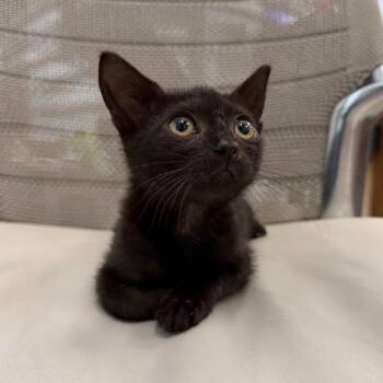 Deanese -  Domestic Short Hair Cat for Adoption in Marshall, Virginia - Deanese | PetCurious