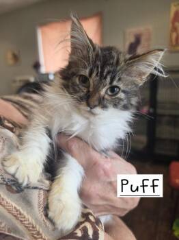 Puff   GFRCC -  Domestic Long Hair Cat for Adoption in Metamora, Illinois - Puff   GFRCC | PetCurious