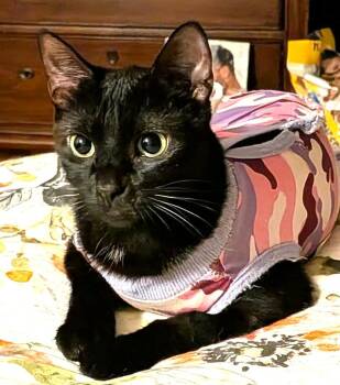 Sweetie Hart -  Bombay and Domestic Short Hair Cat for Adoption in Paris, Kentucky - Sweetie Hart | PetCurious