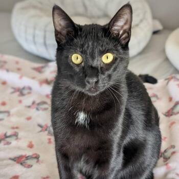 Rescue Domestic Short Hair Cats for Adoption in Greenfield, California - Sammy | PetCurious