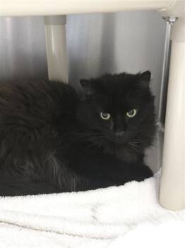 Domestic Long Hair and Domestic Short Hair Cats Available for Adoption in Montreal, Quebec - Theo | PetCurious