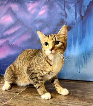 Rescue Domestic Short Hair Cats for Adoption in Effingham, Illinois - Hazel | PetCurious