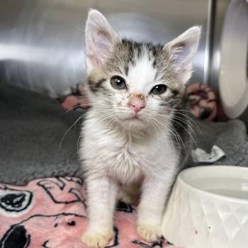 Neo -  Domestic Short Hair Cat for Adoption in Palm Springs, California - Neo | PetCurious