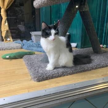 Rescue Domestic Long Hair Cats for Adoption in Kelso, Washington - Jersey | PetCurious