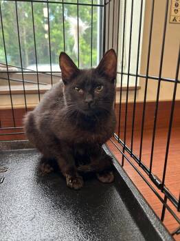 Salem -  Domestic Short Hair Cat for Adoption in Gautier, Mississippi - Salem | PetCurious