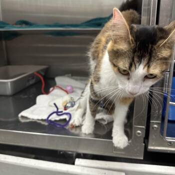Domestic Medium Hair Cats Available for Adoption in Buffalo, New York - Bastet | PetCurious