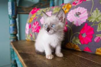 Circe -  Domestic Short Hair Cat for Adoption in San Antonio, Texas - Circe | PetCurious